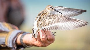 Arbeit der Vogelwarts auf der Vogelschutzinsel Langenwerder